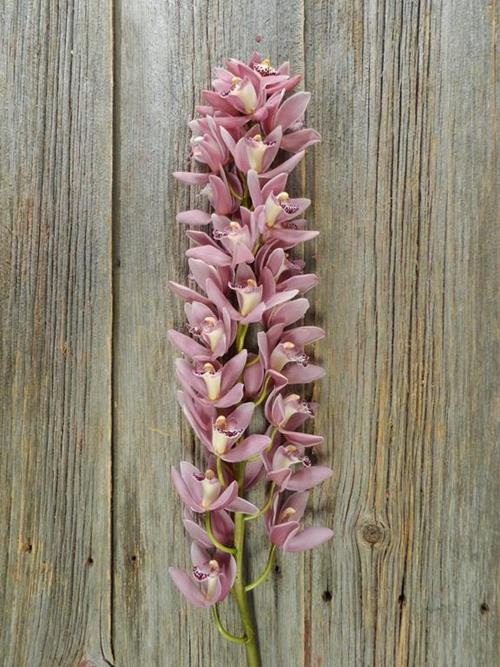  PINK MINI CYMBIDIUM